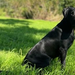 Labrador Retrievers from Rising Creek Kennels, LLC