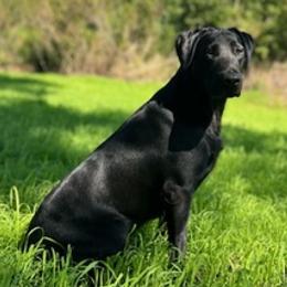 Labrador Retrievers from Rising Creek Kennels, LLC