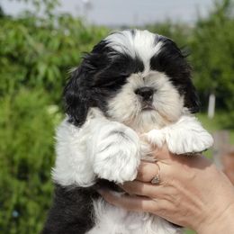 Shih Tzu Puppies from The Shih Tzu Life