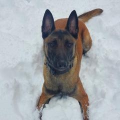 Nala - Belgian Malinois