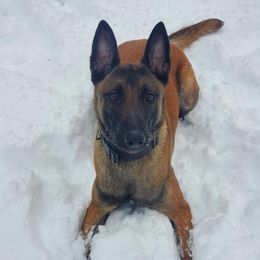Nala - Belgian Malinois