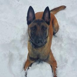 Nala - Belgian Malinois