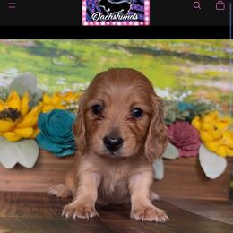 O'Spooky - Red female Dachshund puppy in Floresville, Texas from Muddy River Dachshunds