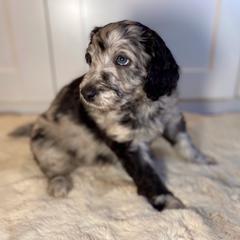 Captain - Merle Irish Doodle puppy in Tennessee from Family Wolfadoodles
