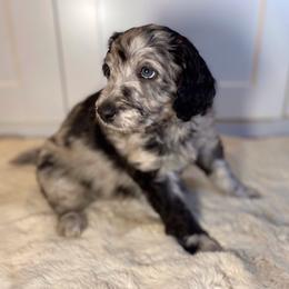 Captain - Merle Irish Doodle puppy in Tennessee from Family Wolfadoodles