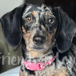 Dachshunds from Friends ‘n Low Places Dachshunds of Texas