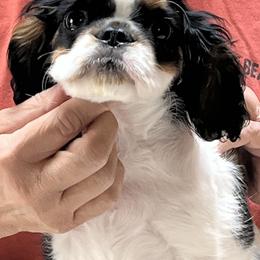 English Toy Spaniel Puppies from Raggededge Toy Australian Shepherds