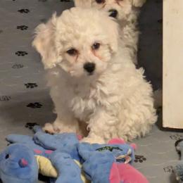 Female 3 - White female Bichon Frise puppy in Eaton Rapids, Michigan from JMs Bichons