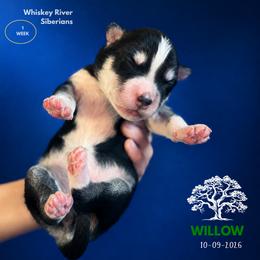 Willow - Black and white female Siberian Husky puppy in Sherwood, Oregon from Whiskey River Siberians
