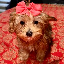 Valentine - Chocolate and tan female Yorkshire Terrier puppy in Winder, Georgia from Empire Yorkies