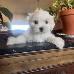 Nova - White and lemon female Maltese puppy in Hesperia, California from House of Poodles