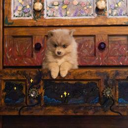 Rowan - Red and white male Pomsky puppy in Sumter, South Carolina from Emerald Skies Pomskies