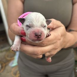 Pink - Blue mottled female Australian Cattle Dog puppy in Chelsea, Oklahoma from CT Mini Heelers