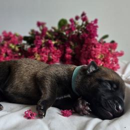 Belgian Malinois Puppies from Rose Kennels