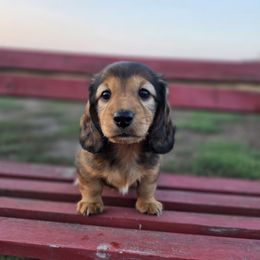 Inferno - Red female Dachshund puppy in Lewiston, Idaho from Farmhouse Dachshunds