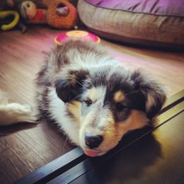 Collie Puppies from Teal Bluffs Rough Collies