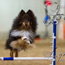 Stone - Shetland Sheepdog