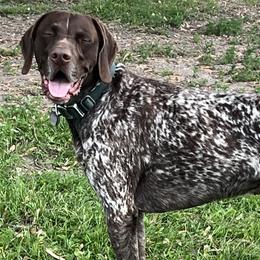 German Shorthaired Pointers from French Creek Kennel