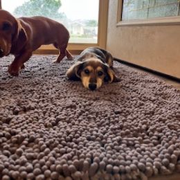 Dachshund Puppies from M & M Breeding