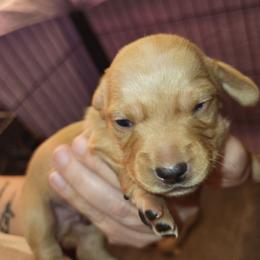 Boy 1 - Red male Dachshund puppy in Suffolk, Virginia from Mini Love Bugs