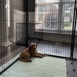 Golden Retriever Puppies from Upstate Revival Retrievers