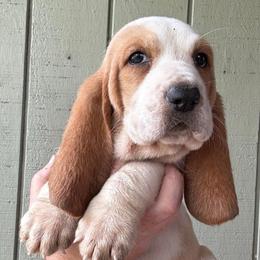 Girl 4 - Red and white female Basset Hound puppy in St. Cloud, Florida from Fancy Hounds