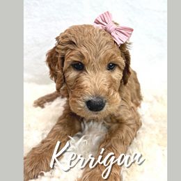 Kerrigan - Goldendoodle puppy in Conway, New Hampshire from Arbor Grace Doodles