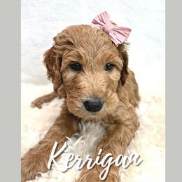 Kerrigan - Goldendoodle puppy in Conway, New Hampshire from Arbor Grace Doodles