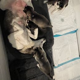 Siberian Husky Puppies from Husky Love and Pups