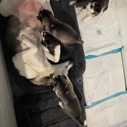 Siberian Husky Puppies from Husky Love and Pups