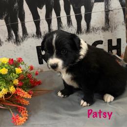 Patsy - Black & white female Miniature Australian Shepherd puppy in Florence, Arizona from Triangle H Ranch Aussies