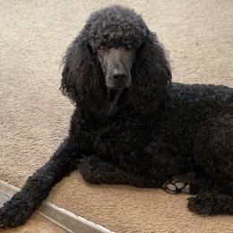 Peal - Poodle