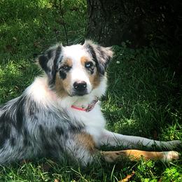 Assorted Doodle Crosses, Aussiedoodles, and Australian Shepherds from Faith, Feathers & FurBabies