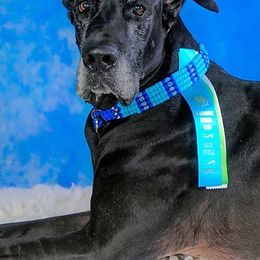 Great Danes from KindleFire Great Danes