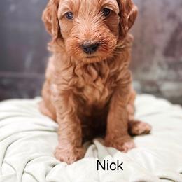 Nick - Red  male Goldendoodle puppy in Pasco, Washington from Camp Doodle Woods