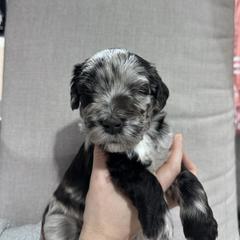 Girl 1 - Bergamasco Sheepdog puppy from Fox Valley Bergamasco