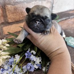 Green collar - Fawn male Pug puppy in Tucson, Arizona from Furever Friends