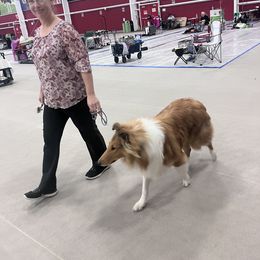 "Xilan" Basset Hound and Collie All Grown Up from Collegiate Bassets and Rheign Collies