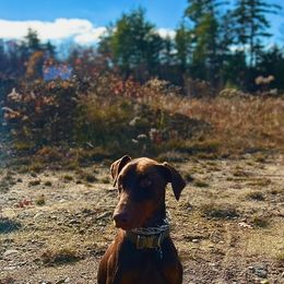 Kobe - Doberman Pinscher