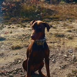 Kobe - Doberman Pinscher
