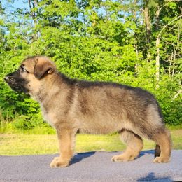 Avarie - Sable female German Shepherd puppy in White Cloud, Michigan from Von WestLynn German Shepherds