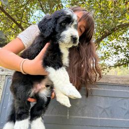 Mushroom - Black and white male Aussiedoodle puppy in New Philadelphia, Ohio from Oldtown Doodles