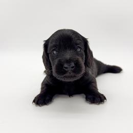 Bumble (AKC solid black) - Black female Dachshund puppy in Waddell, Arizona from Neu Doxies