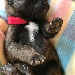 Belgian Malinois Puppies from Andrea Gumrich's Belgian Malinois