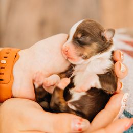 Hank - Red tri male Miniature Australian Shepherd puppy in Enoch, Utah from Twisted H Aussies