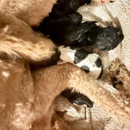 Ares - Parti male Poodle puppy in Meadowbrook, California from Standard Poodle Pups