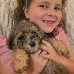 Amber - Phantom female Goldendoodle puppy in Orange Park, Florida from Evergrace Farm Doodles