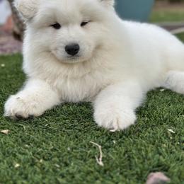 Labrador Retriever and Samoyed Puppies from Carefree Samoyeds & Deserthills Labradors