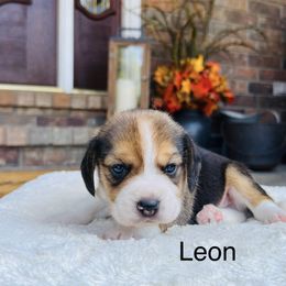 Leon - Black tan and white male Beagle puppy in Mansfield, Missouri from Rippee Creek Kennel
