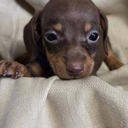 Purple collar girl - Chocolate and tan female Dachshund puppy in St. Agatha, Maine from Spruce Valley Miniature Dachshunds & Boston Terriers